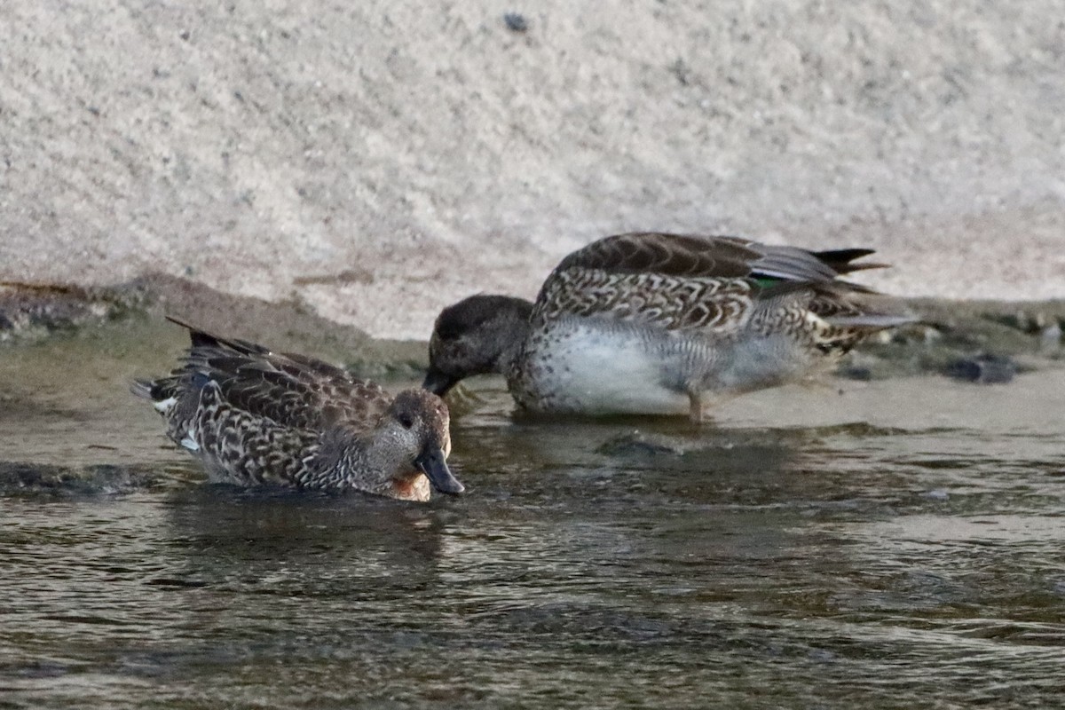 Green-winged Teal (Eurasian) - ML646146275