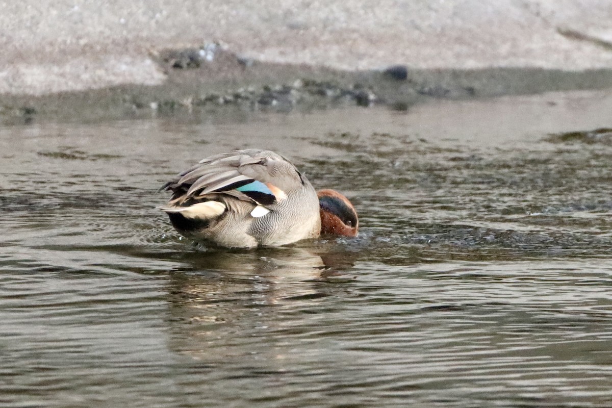 Green-winged Teal (Eurasian) - ML646146276