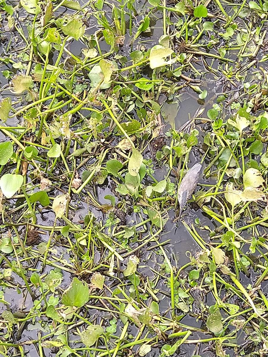 Striated Heron - ML646146277