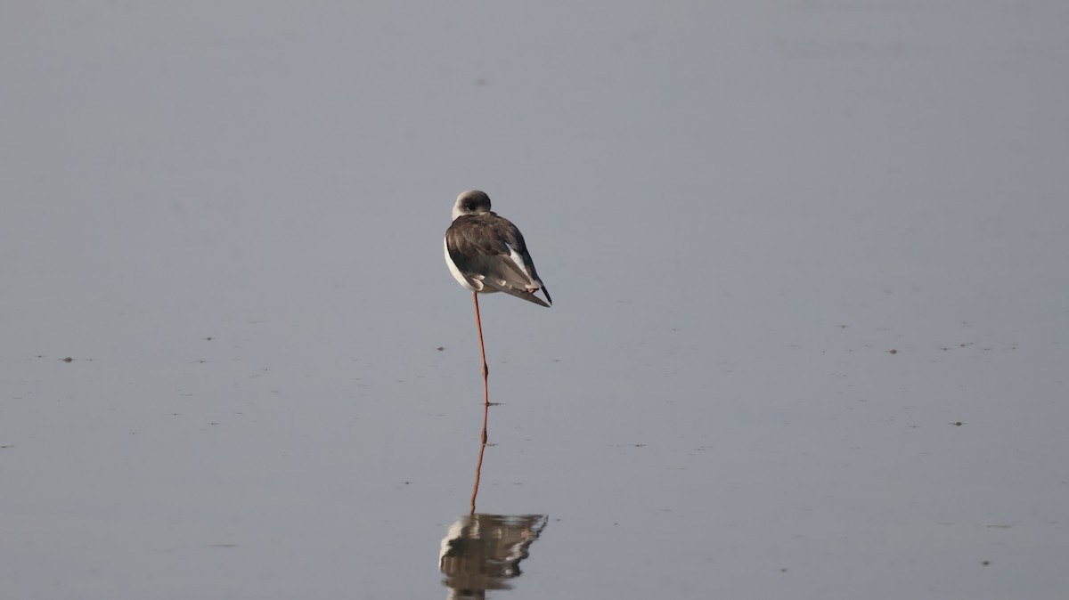 Black-winged Stilt - ML646146278