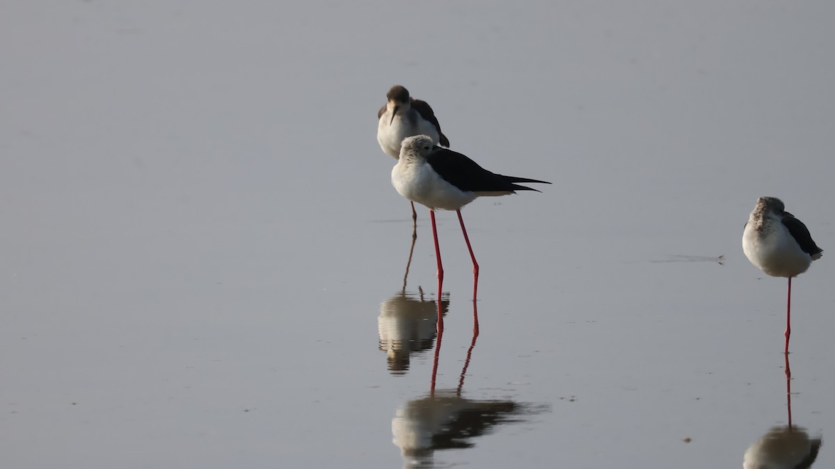 Black-winged Stilt - ML646146279
