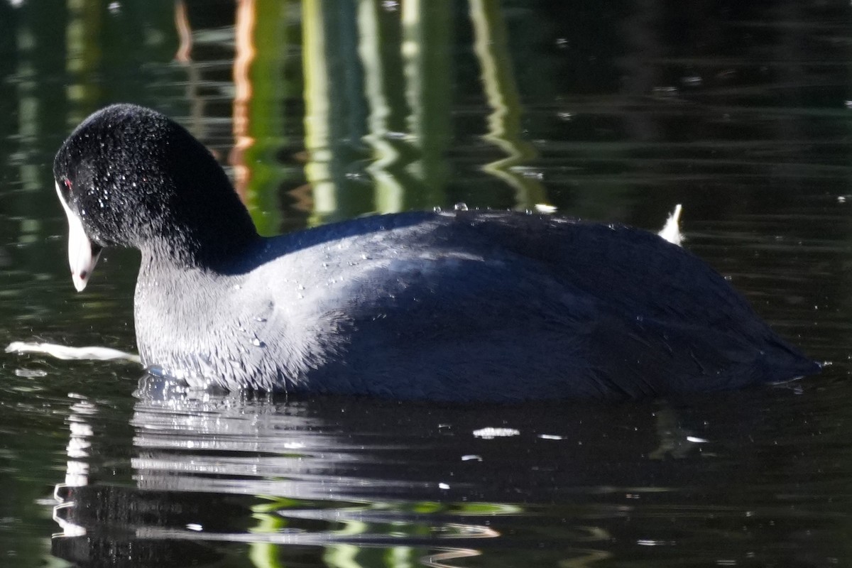 American Coot - ML646146280