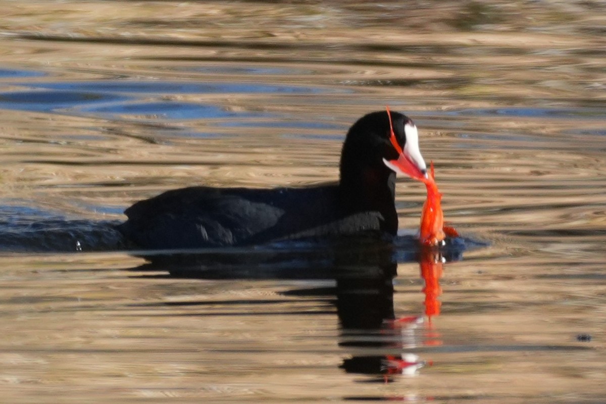American Coot - ML646146281