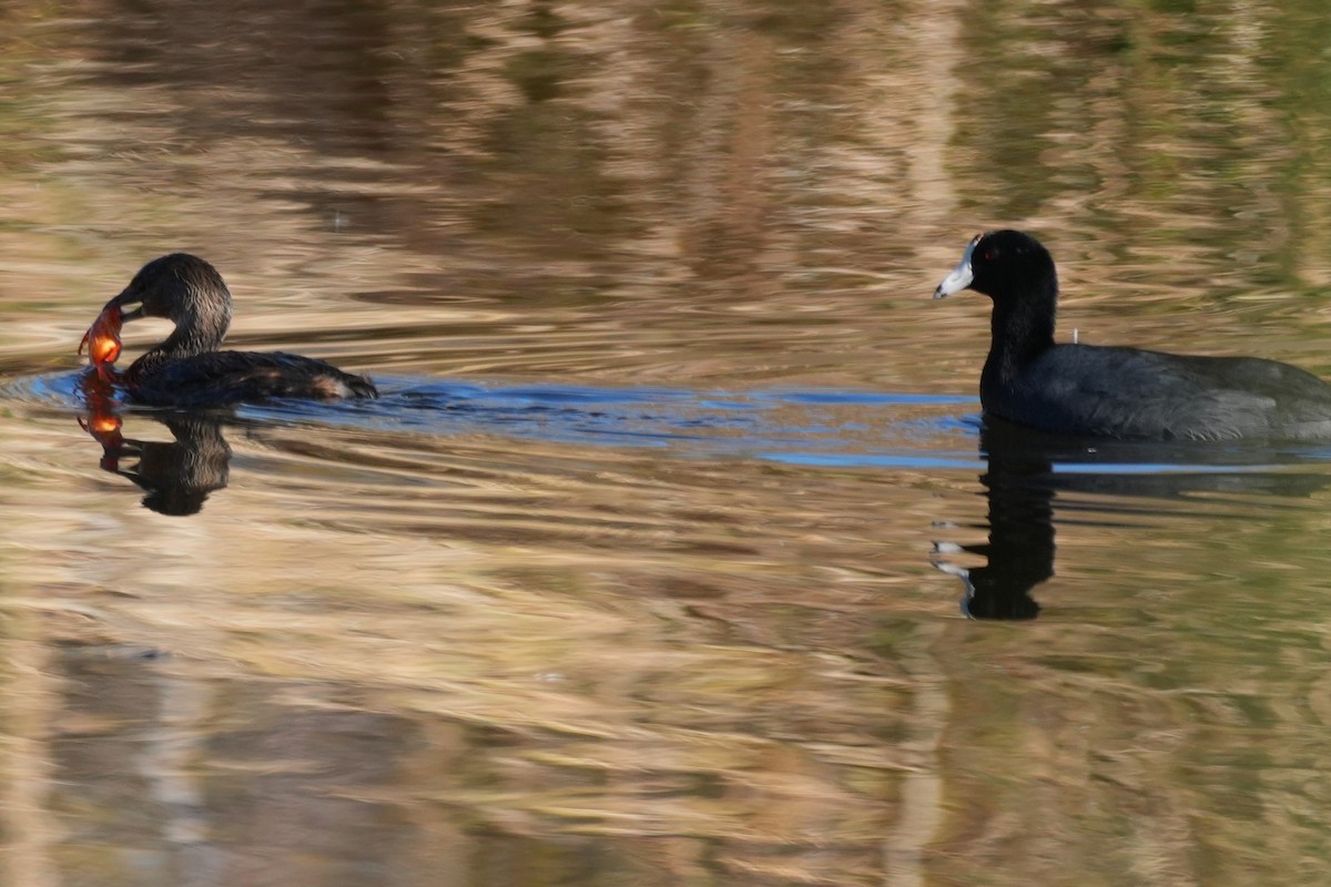 American Coot - ML646146282