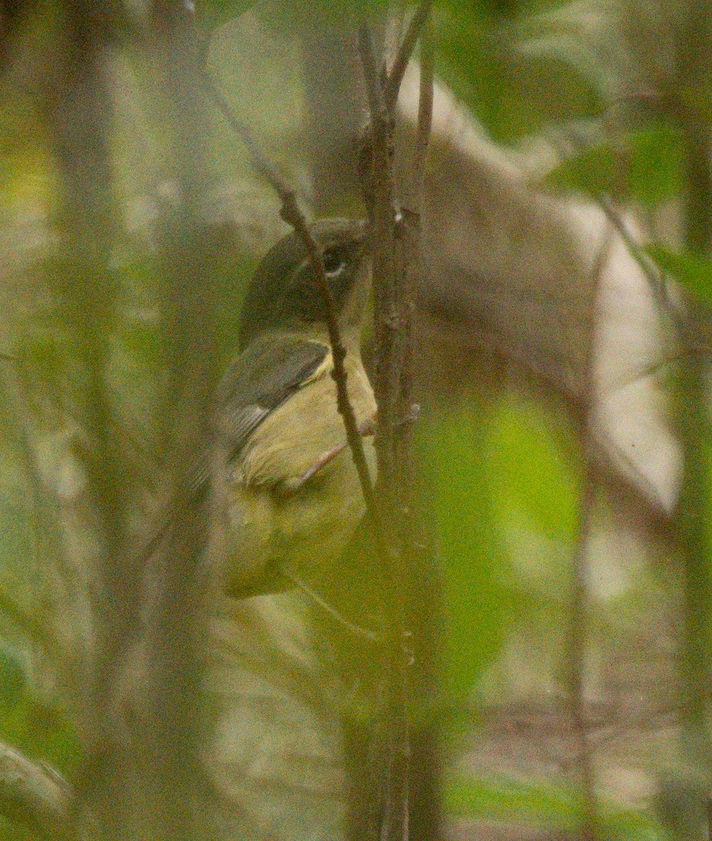 Black-throated Blue Warbler - ML646146283