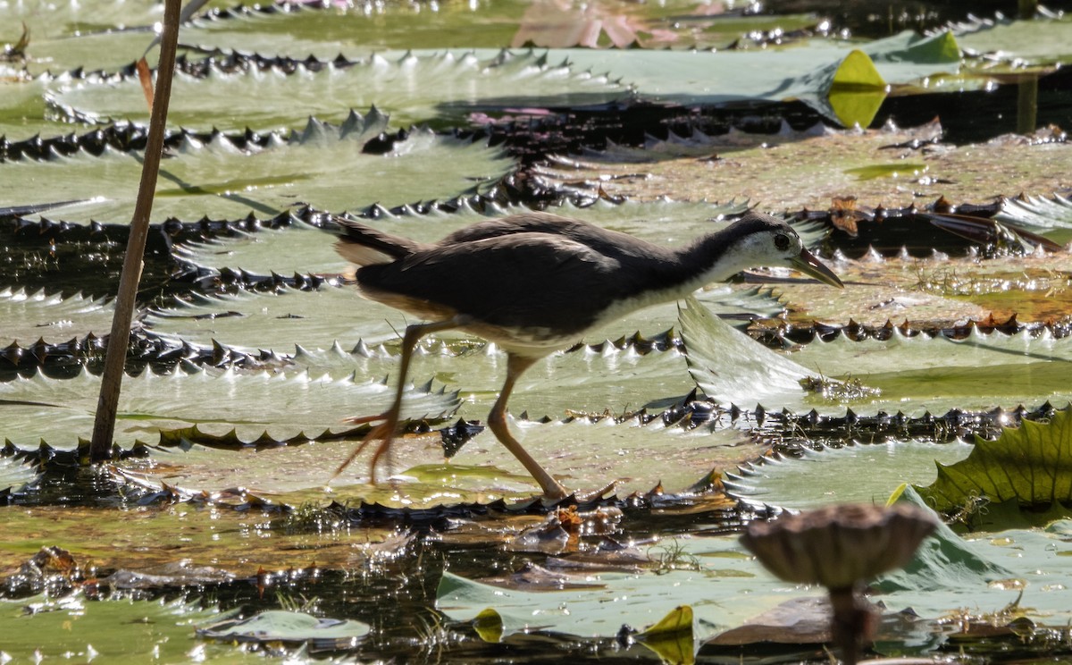 White-breasted Waterhen - ML646146284