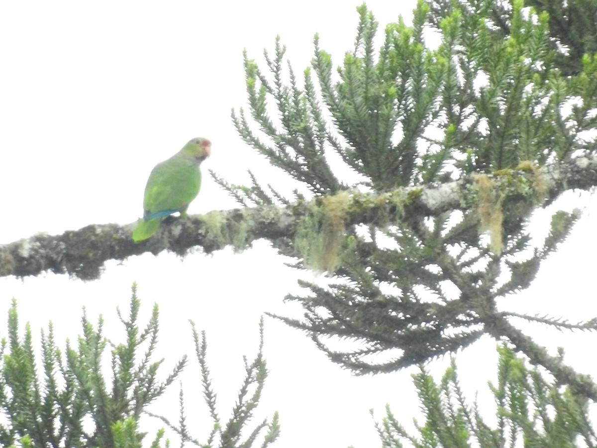 Vinaceous-breasted Amazon - ML646146285