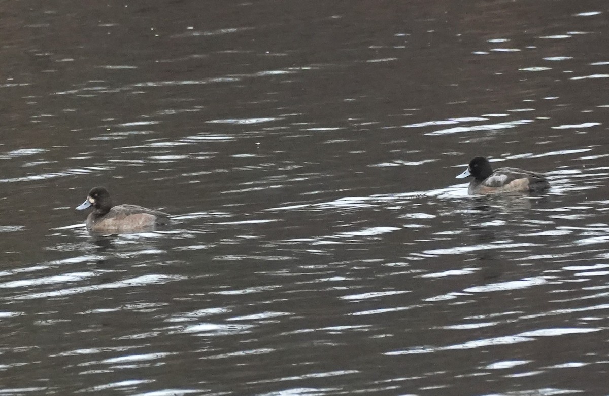 Lesser Scaup - ML646146286