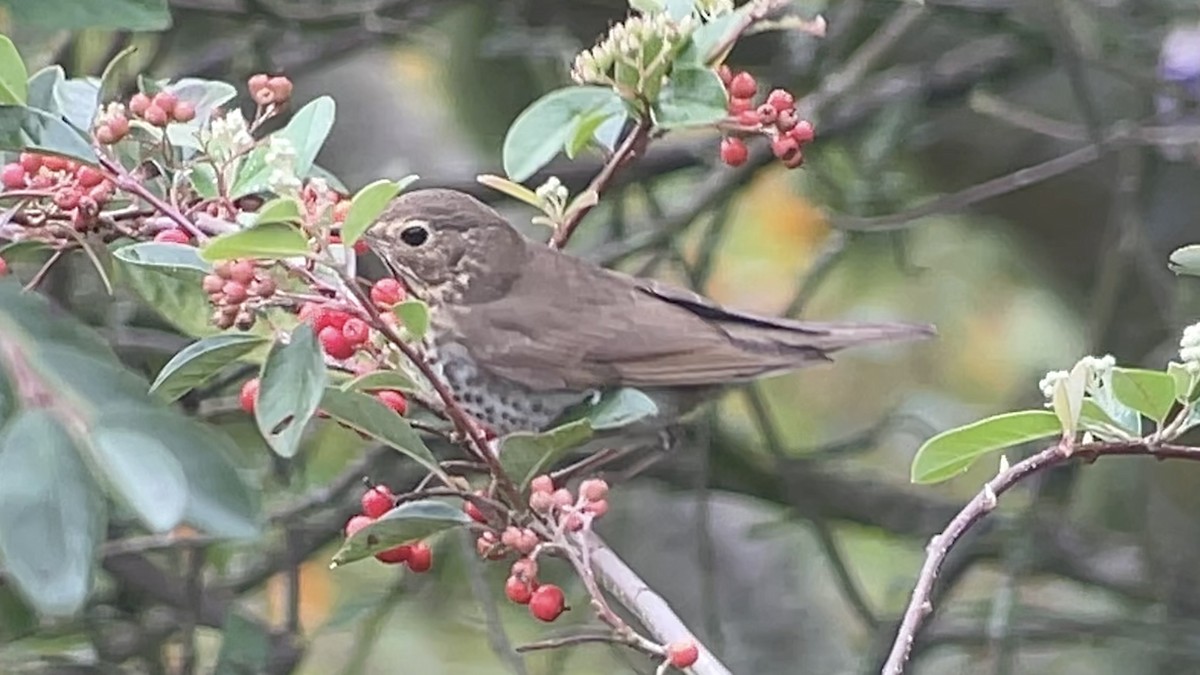 Swainson's Thrush - ML646146287