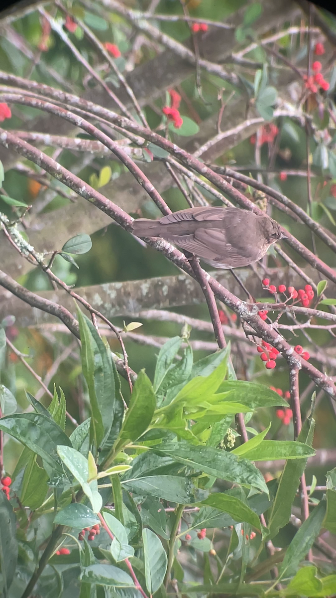 Tordo di Swainson - ML646146288