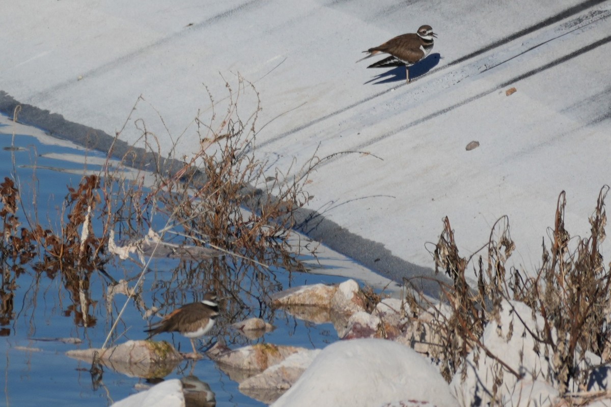 Killdeer - ML646146289