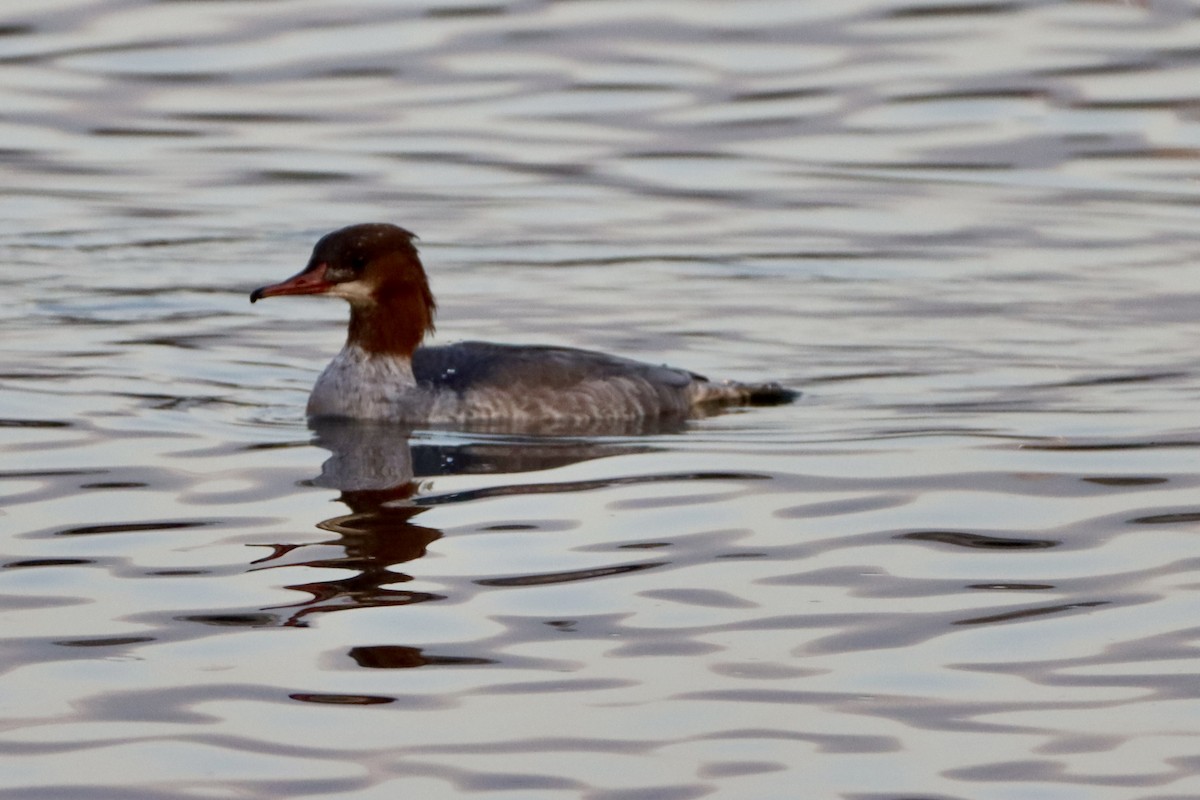Common Merganser - ML646146292