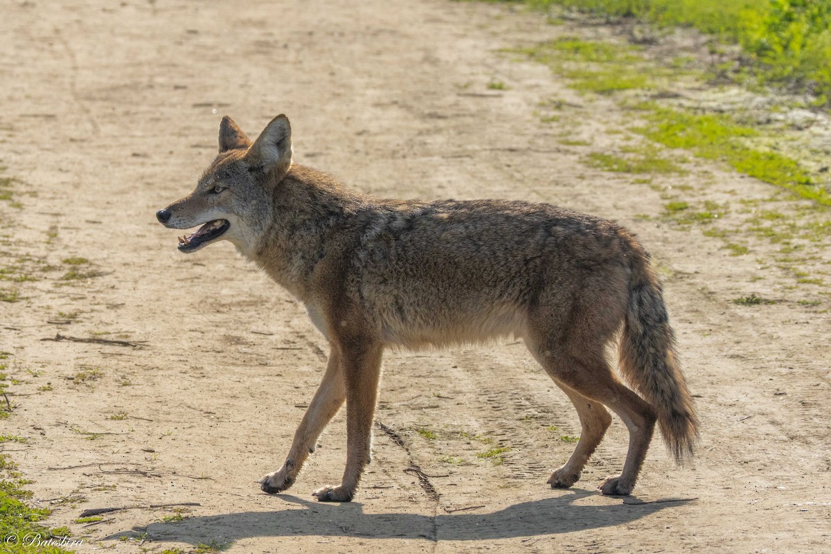 Animals - ML646146293