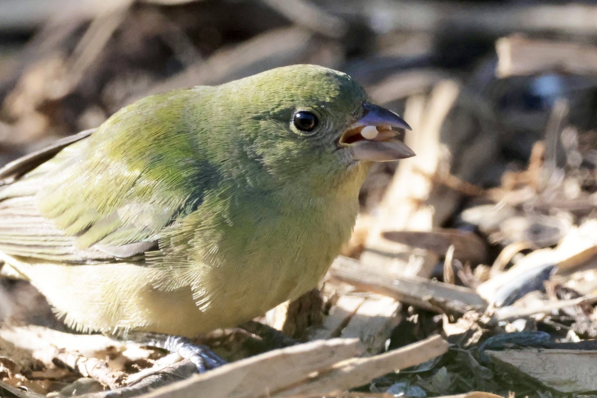 Painted Bunting - ML646146299