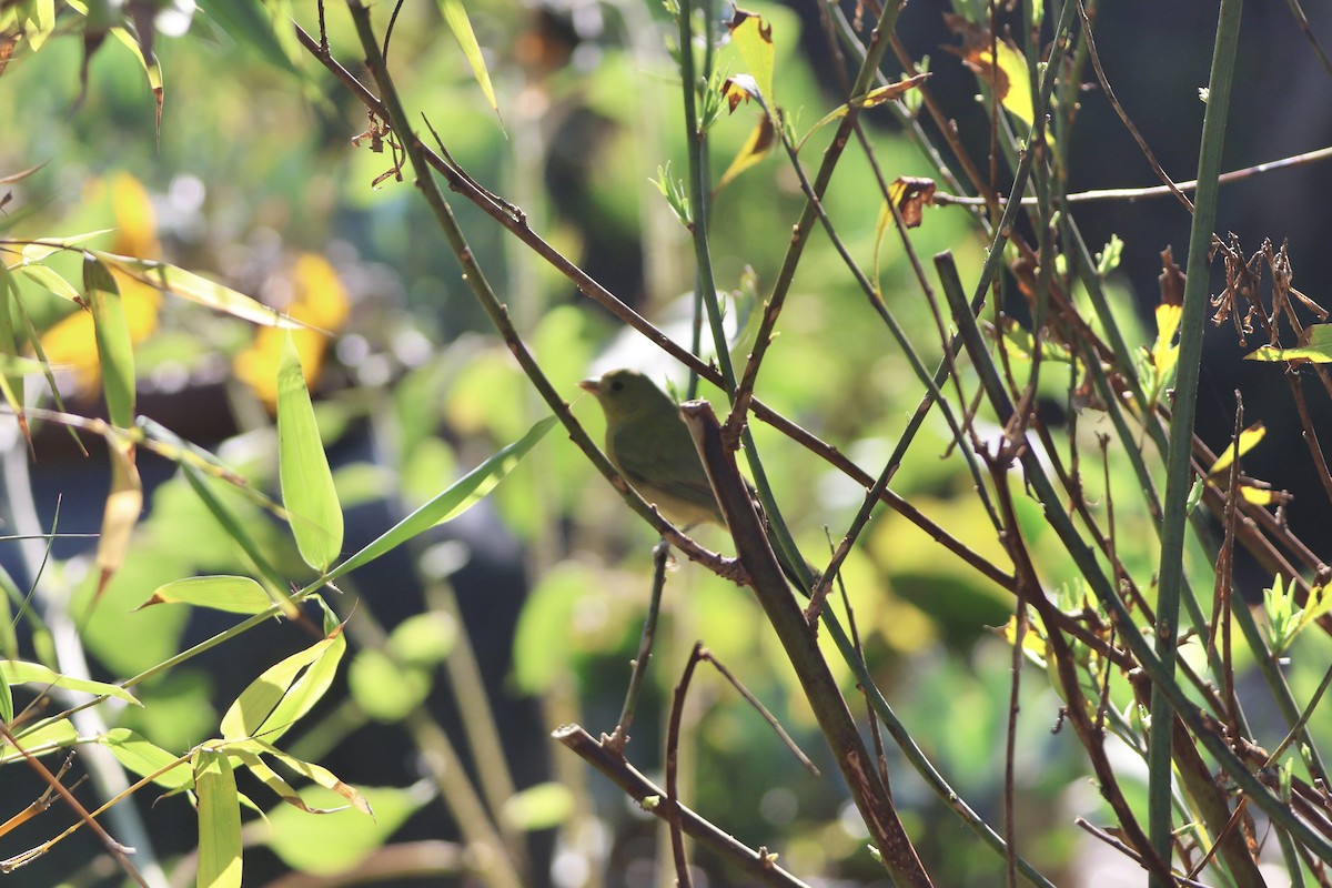 Painted Bunting - ML646146300