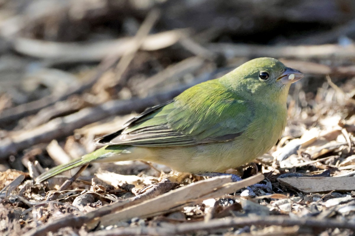Painted Bunting - ML646146301
