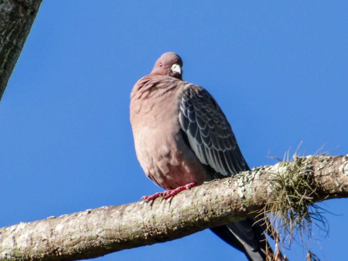 Pikazuro Güvercini - ML646146304