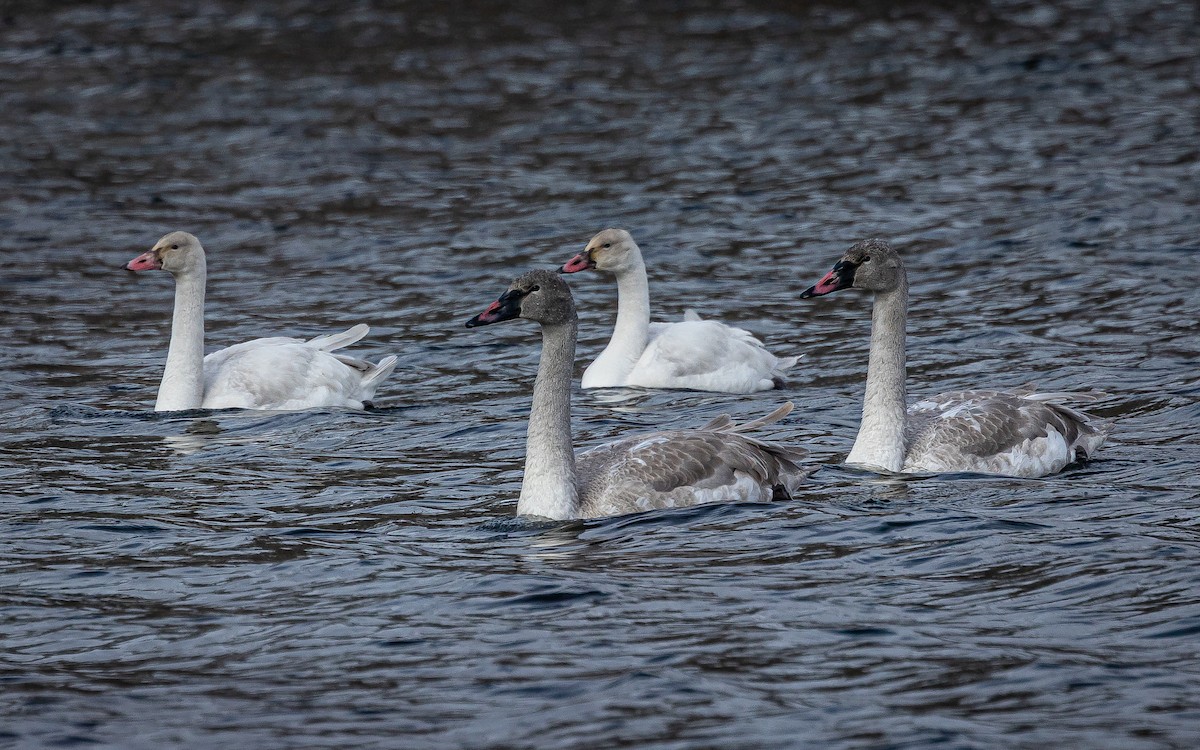 ברבור קטן - ML646146306