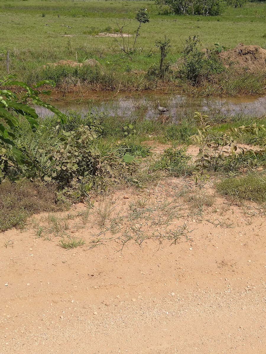 Plumbeous Ibis - ML646146309