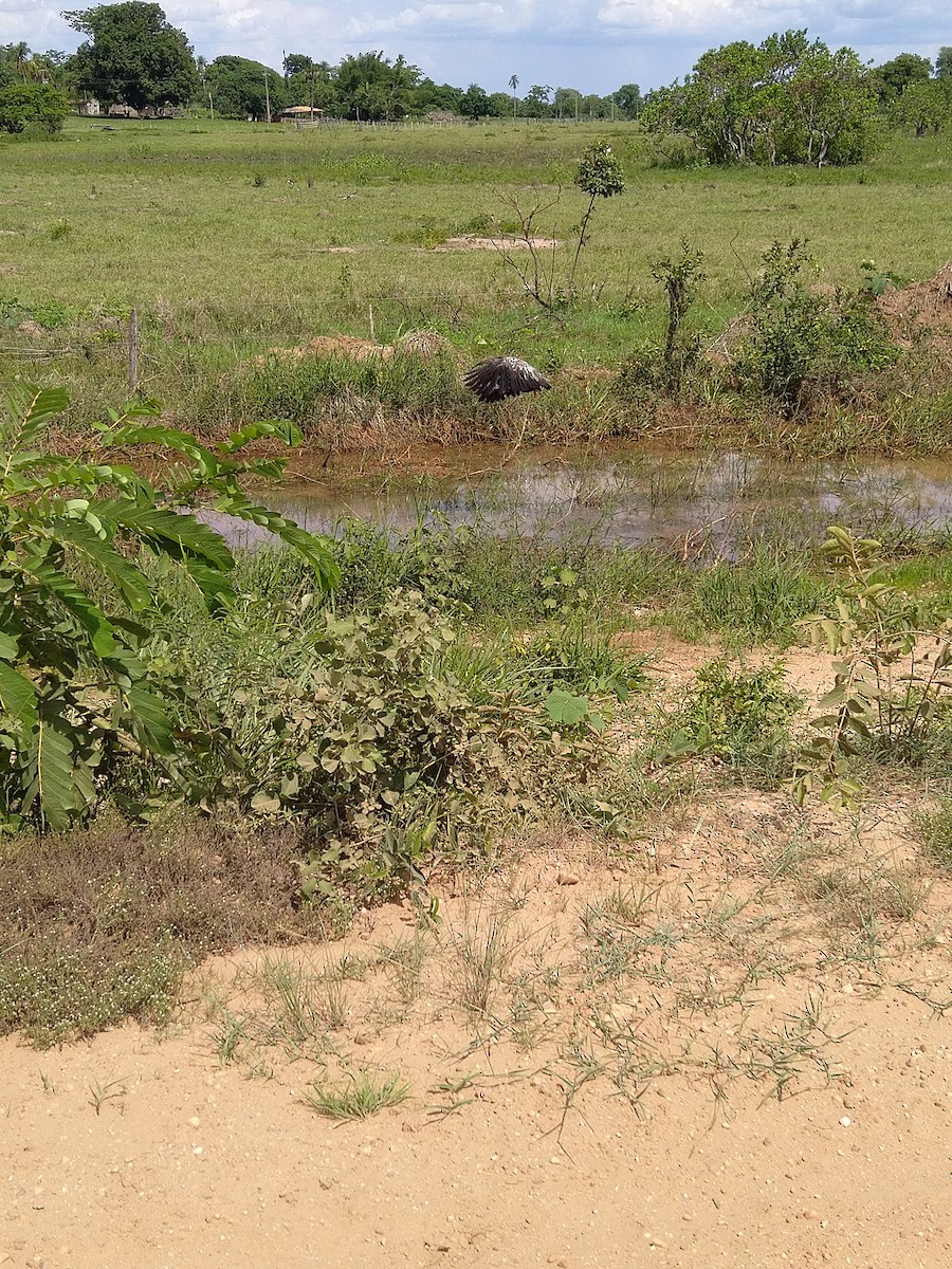 Plumbeous Ibis - ML646146310