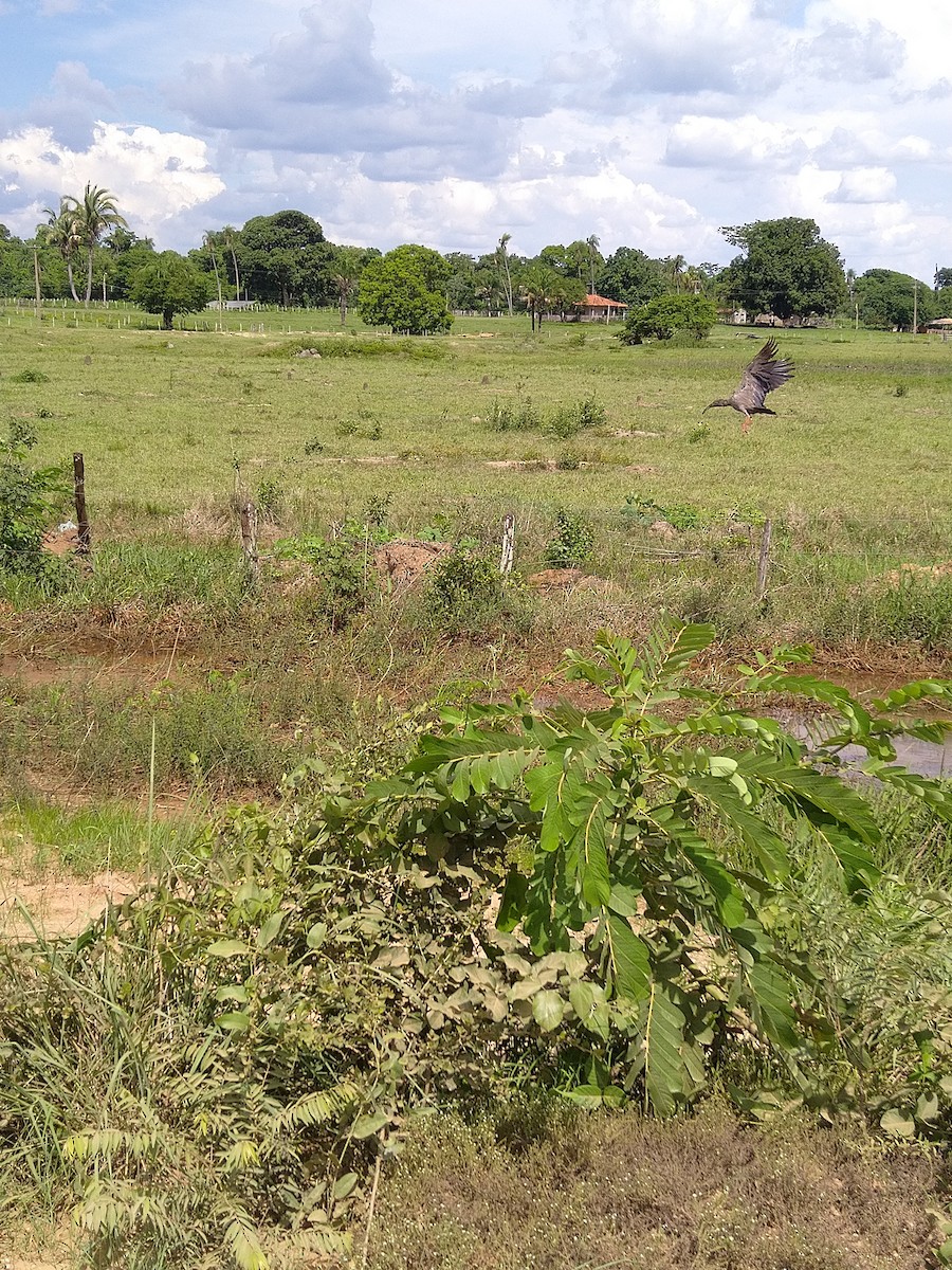 Plumbeous Ibis - ML646146311