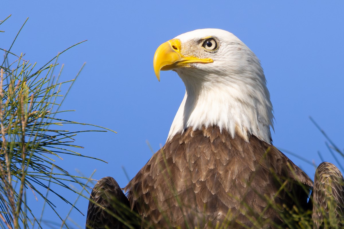 Bald Eagle - ML646146312