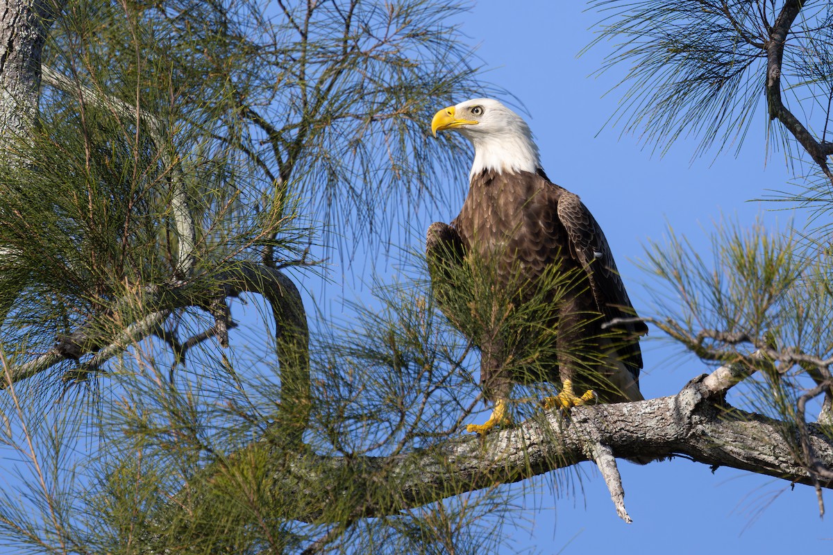 Bald Eagle - ML646146313