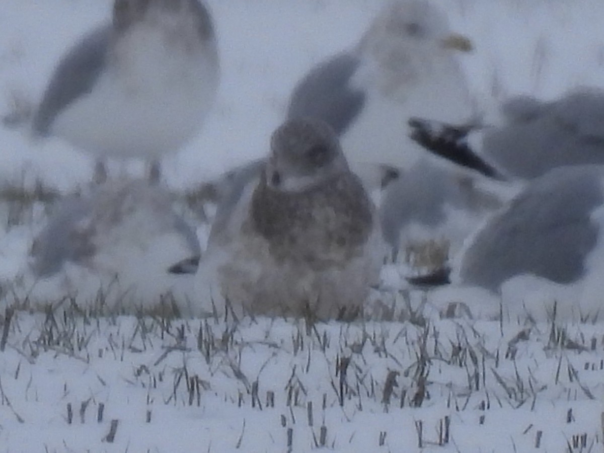 чайка sp. - ML646146314