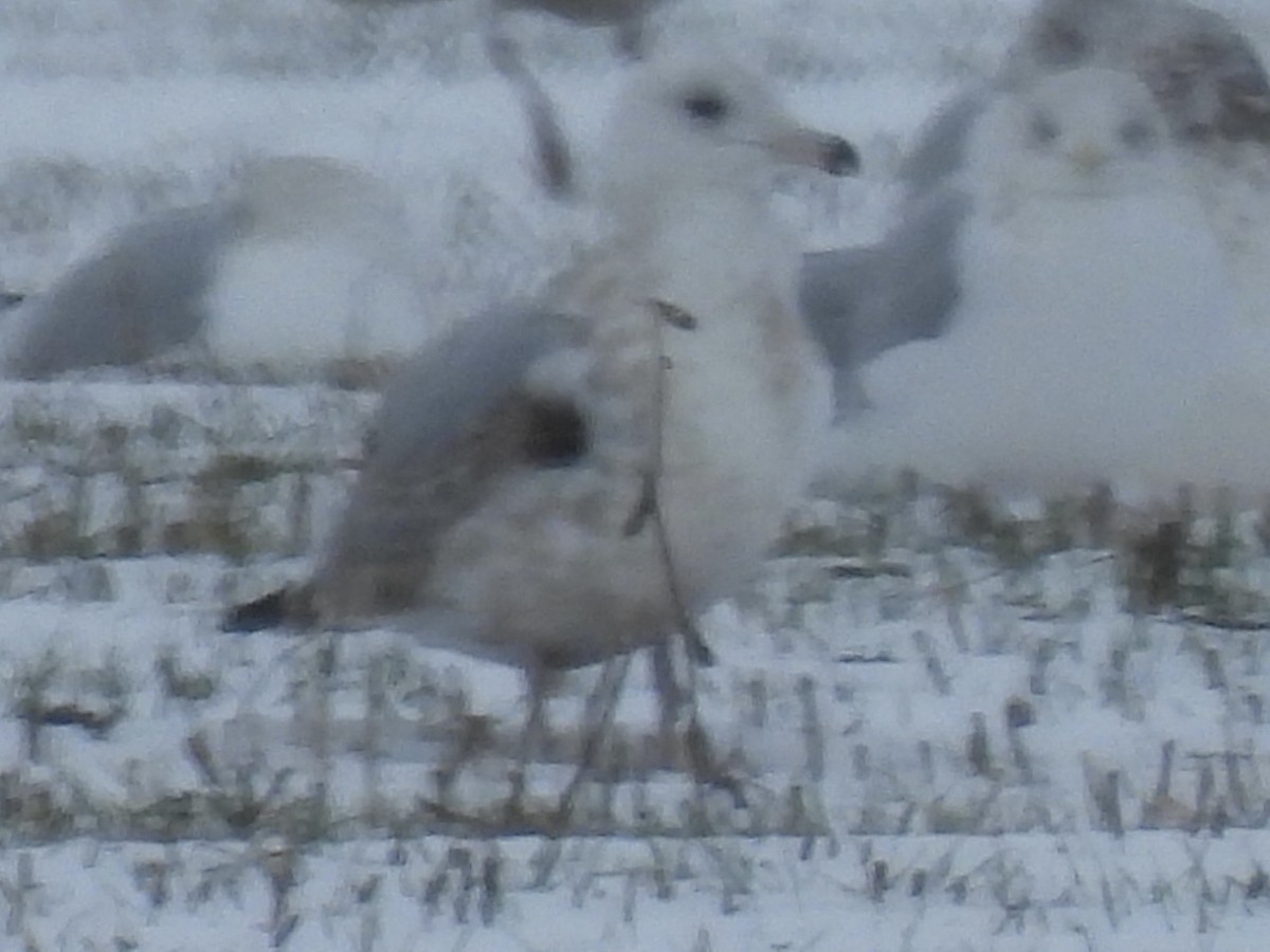 чайка sp. - ML646146315