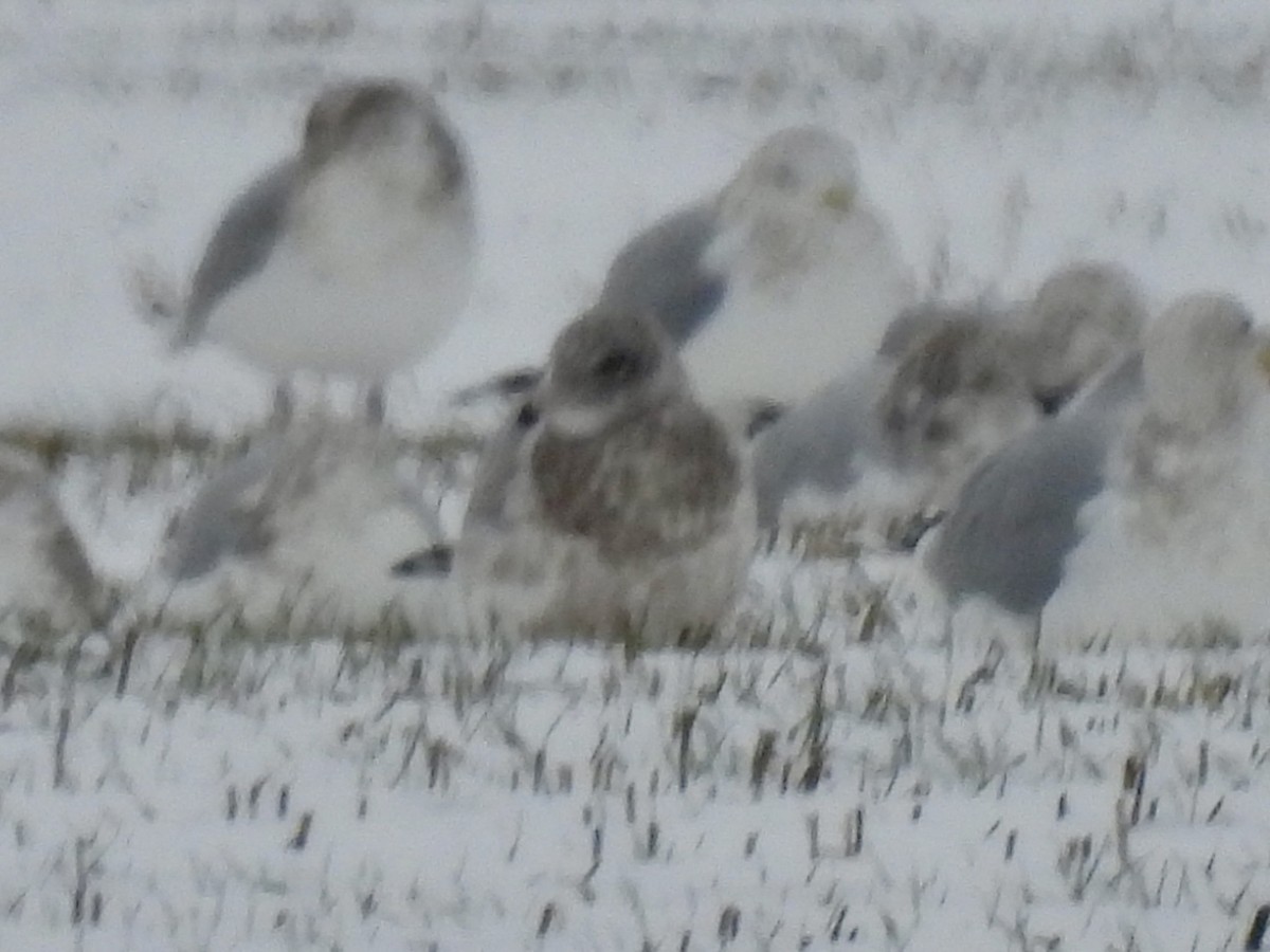 чайка sp. - ML646146316