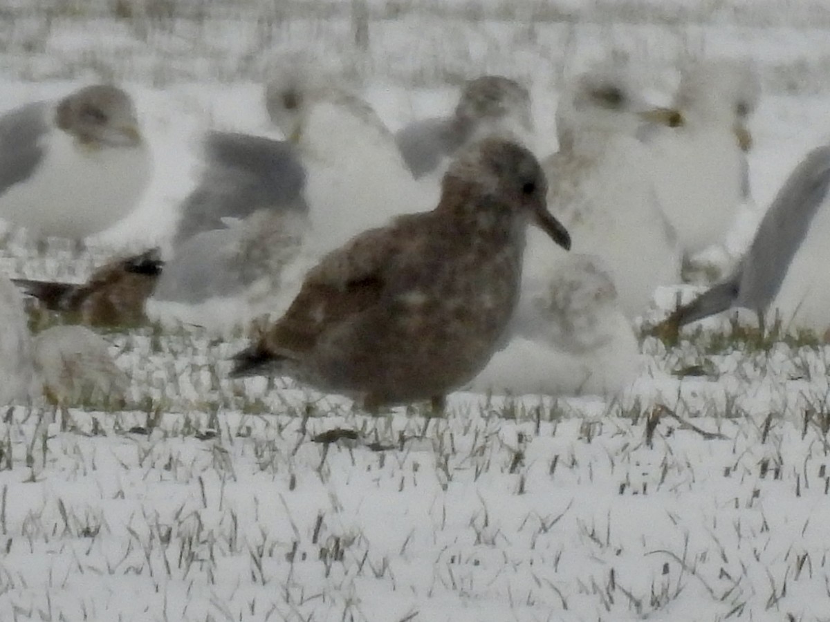 чайка sp. - ML646146317