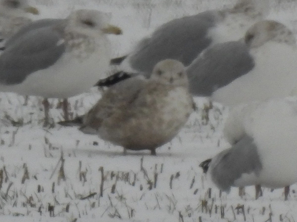 чайка sp. - ML646146318