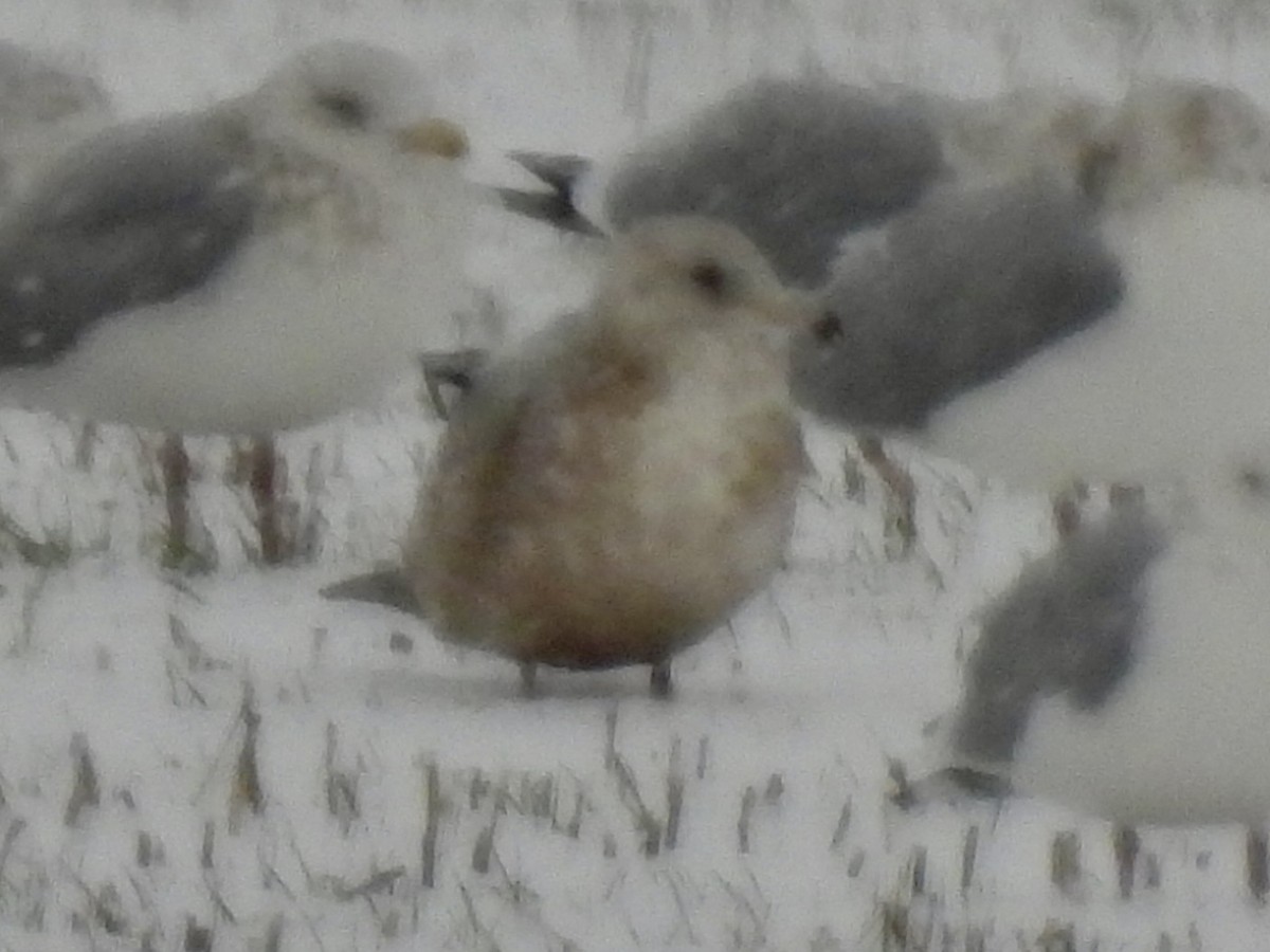 чайка sp. - ML646146319