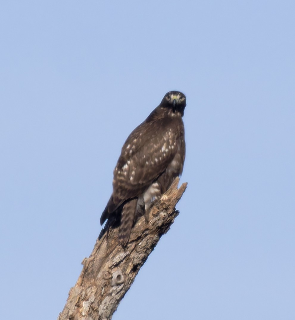 Rotschwanzbussard (harlani) - ML646146324