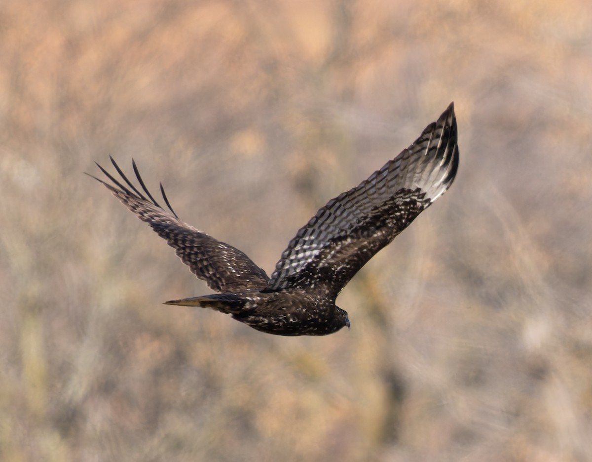 Rotschwanzbussard (harlani) - ML646146325