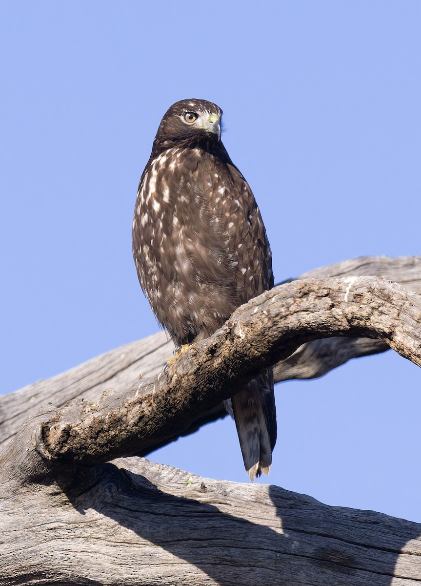 Rotschwanzbussard (harlani) - ML646146326