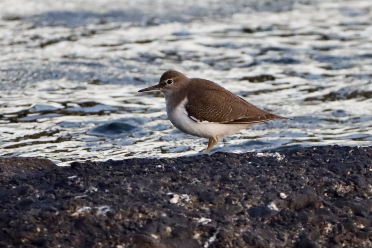 strandsnipe - ML646146329