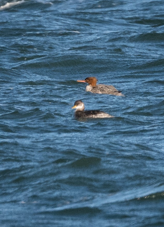 Red-breasted Merganser - ML646146330