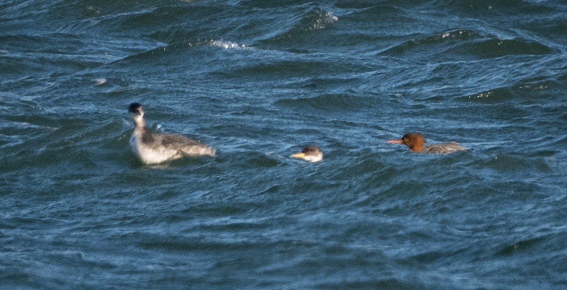 Red-breasted Merganser - ML646146331