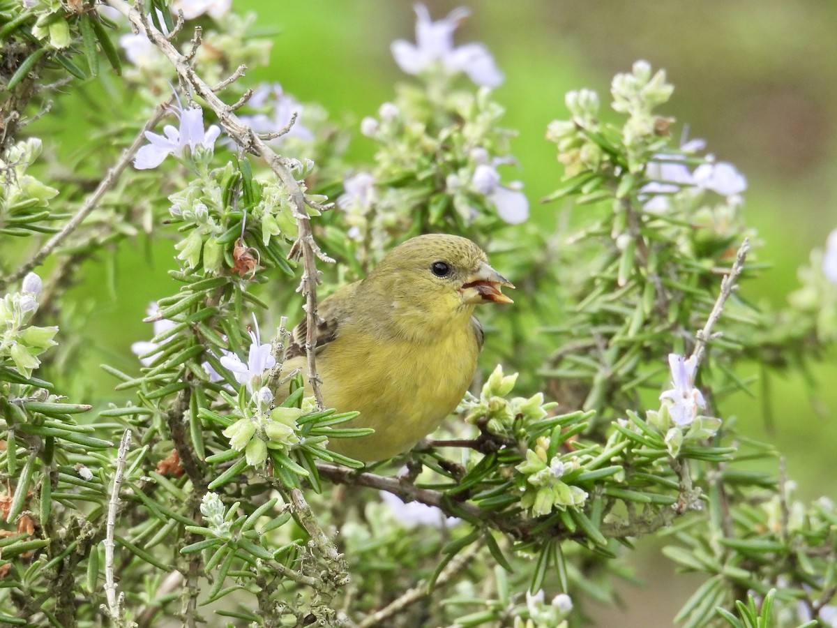 Lesser Goldfinch - ML646146333