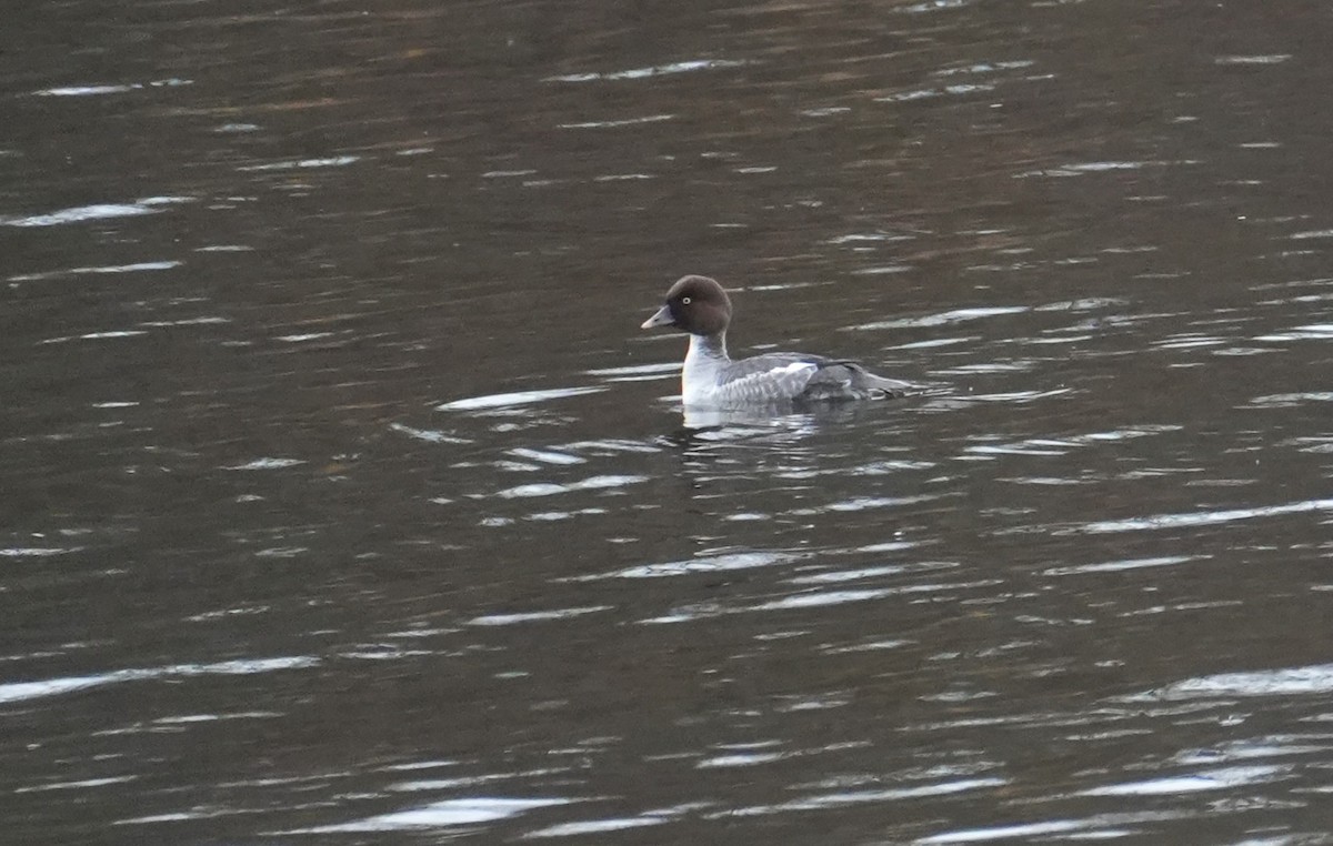 Common Goldeneye - ML646146335