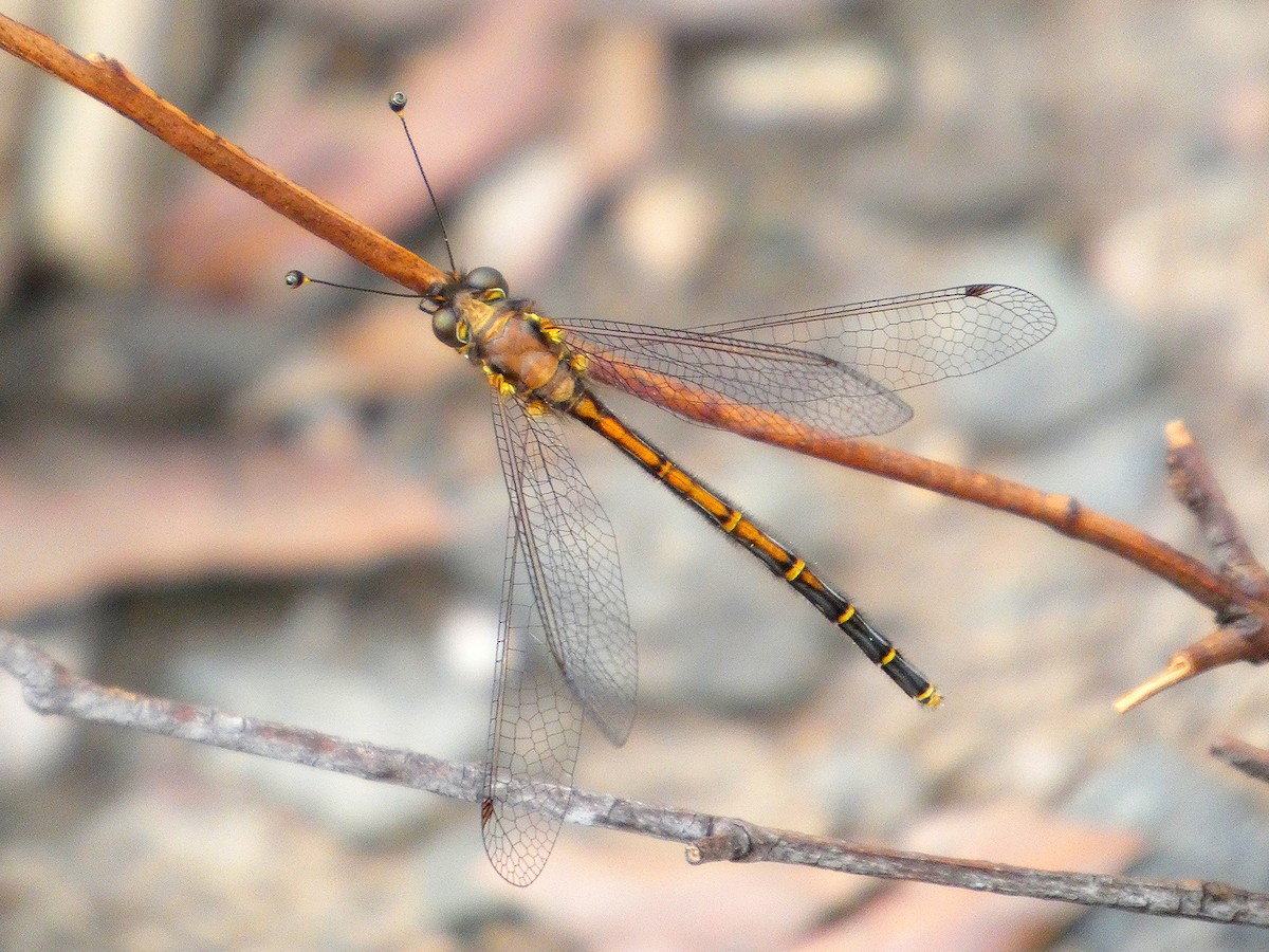 Australian Common Owlfly - ML646146336