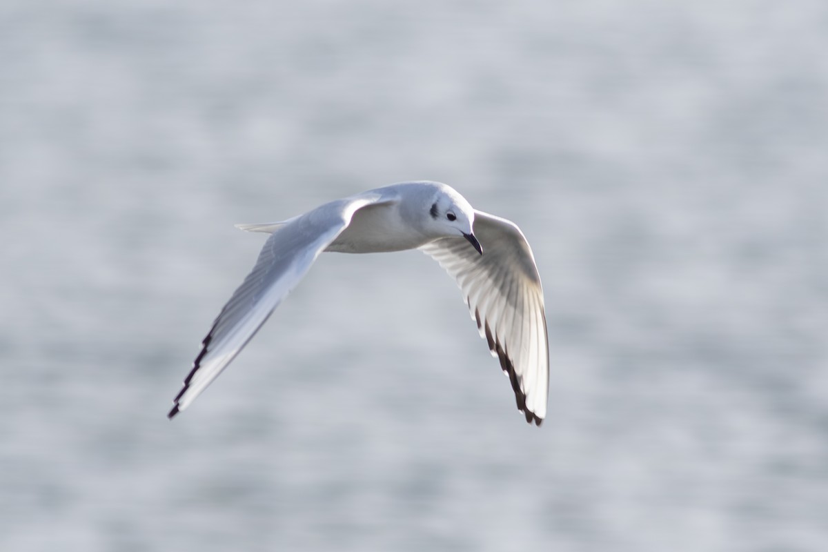 Bonaparte's Gull - ML646146337