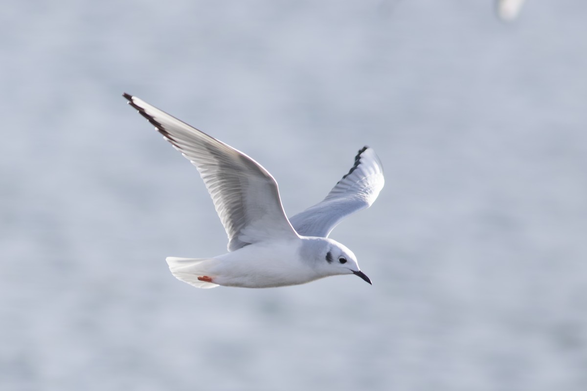Bonaparte's Gull - ML646146338