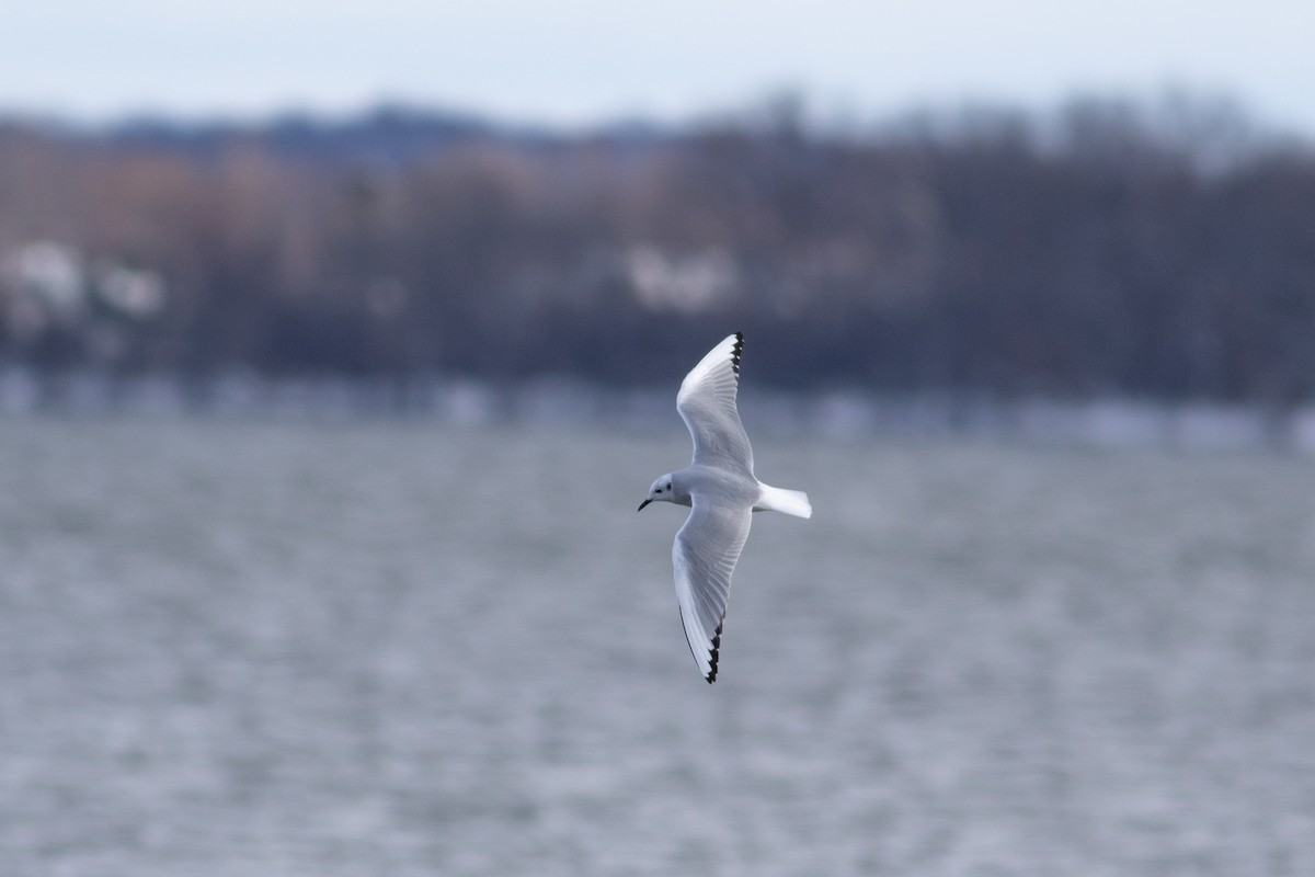 Bonaparte's Gull - ML646146339
