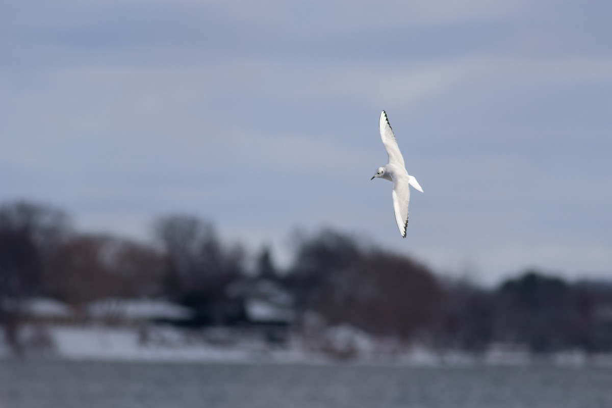 Bonaparte's Gull - ML646146340