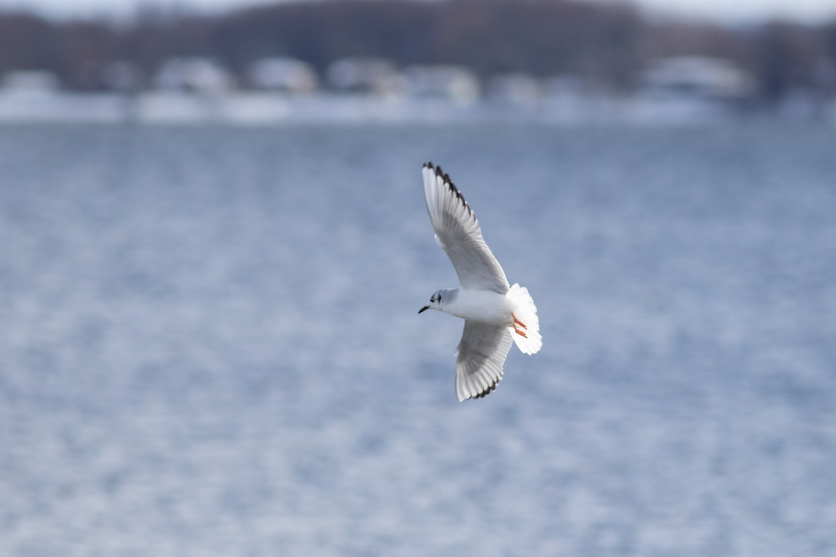 Bonaparte's Gull - ML646146341