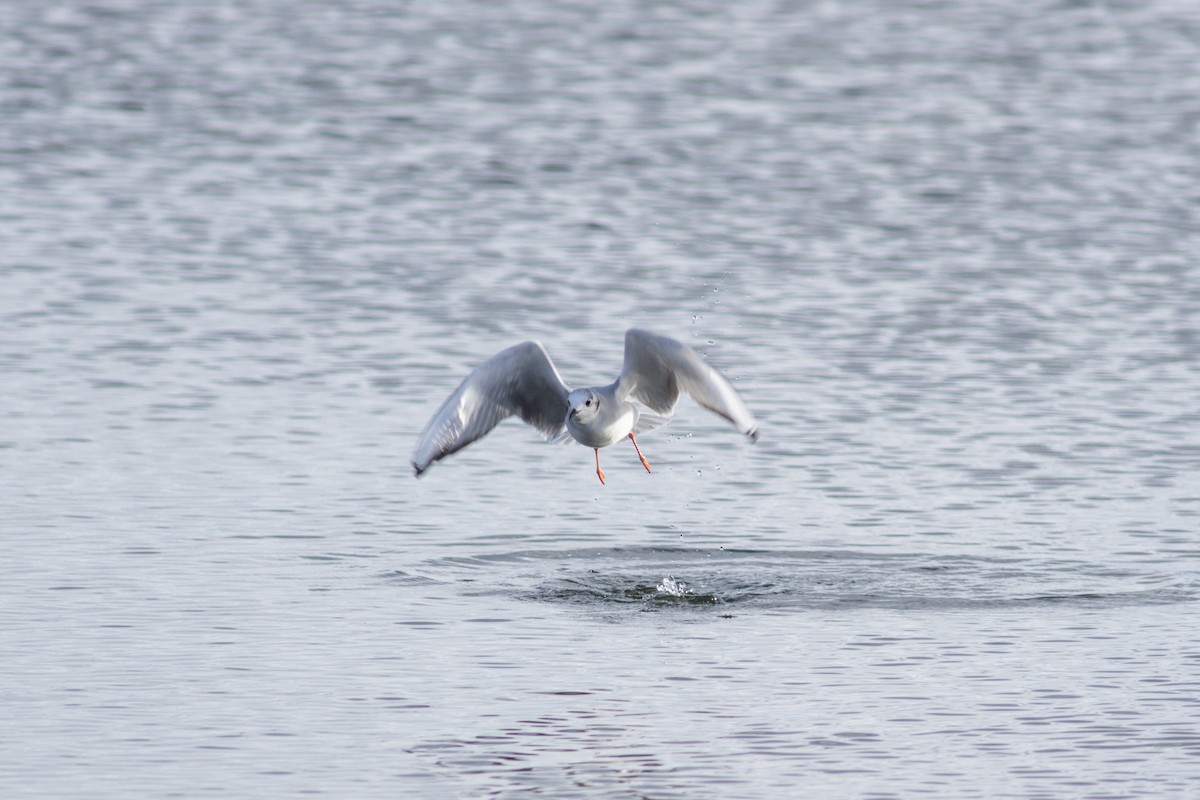 Bonaparte's Gull - ML646146342