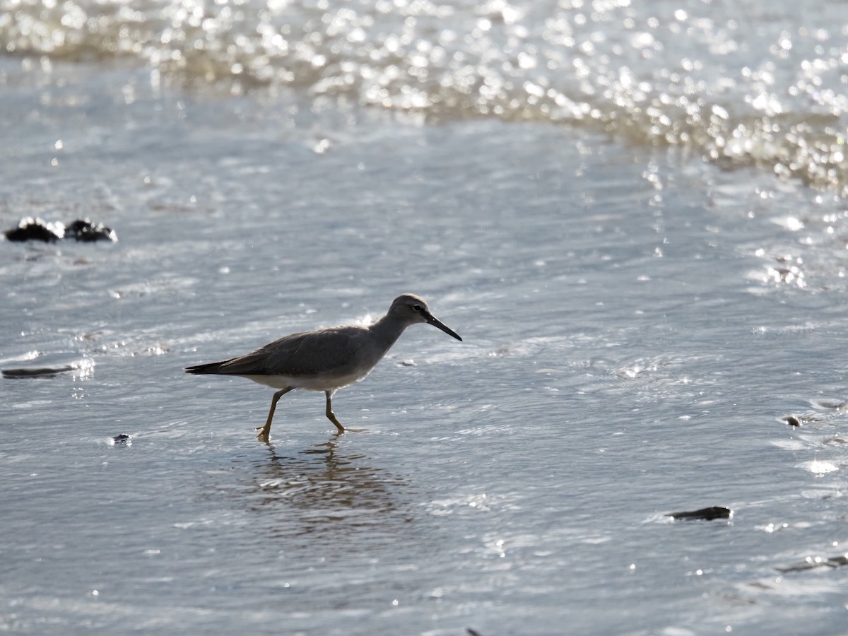 黃足鷸 - ML646146347