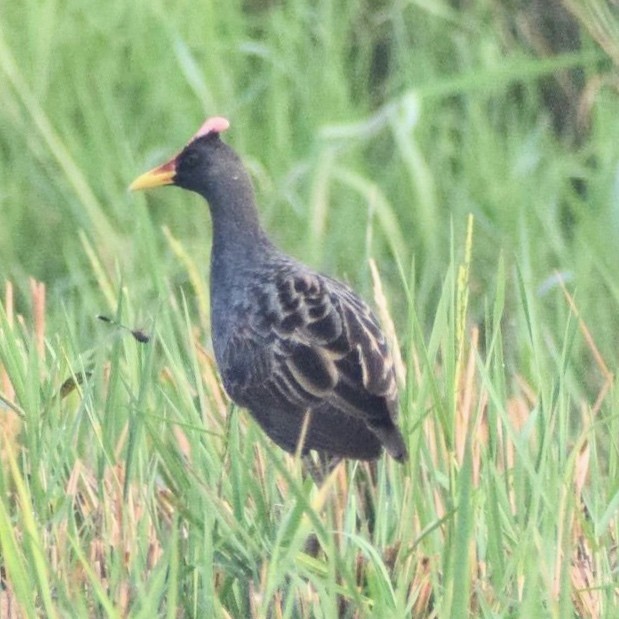 Watercock - ML646146348